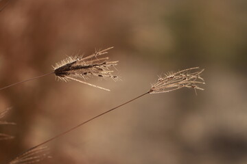 Fototapeta premium Close up grass flowers on sunlight in the morning