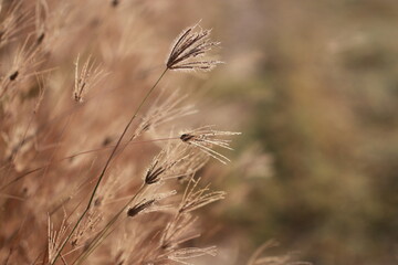 Obraz premium Close up grass flowers on sunlight in the morning