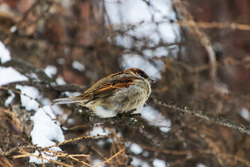 sparrow on the snow