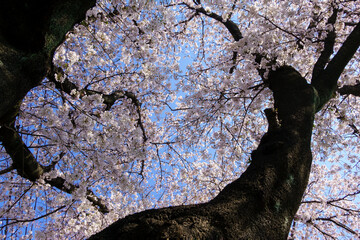 桜の花と青空が