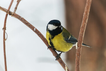 yellow wagtail on a twig