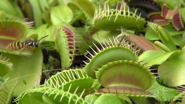 Venusfliegenfalle (Dionea muscipula) f&auml;ngt Wespen