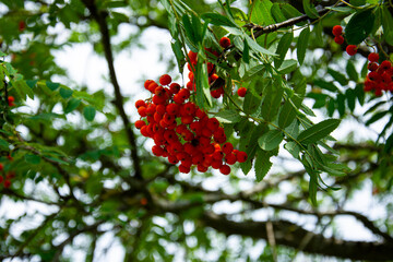 Natur Mischmasch