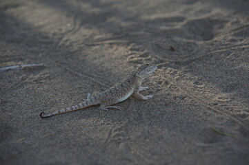 Fototapeta na wymiar Almaty, Kazakhstan - 06.25.2013 : Lizard on the sandy rocky ground in the Altyn Emel Nature Reserve