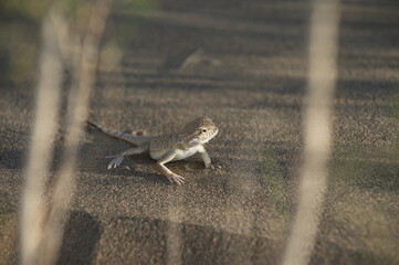 Almaty, Kazakhstan - 06.25.2013 : Lizard on the sandy rocky ground in the Altyn Emel Nature Reserve