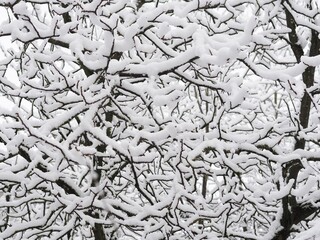 Naturdesign - schneebedeckte Zweige im Winter