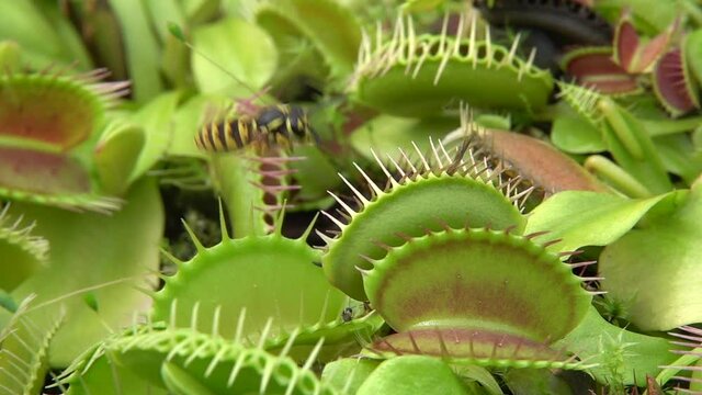 Venusfliegenfalle (Dionea muscipula) f&auml;ngt Wespen