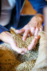 Cereal wheat with hands