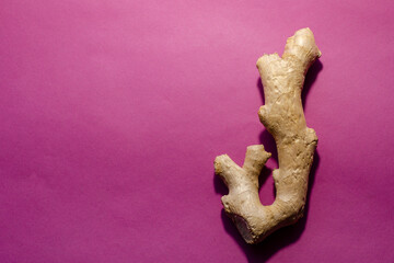 Fototapeta premium Alternative and folk medicine concept. Ginger root