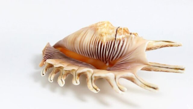 Beautiful seashell close-up on a white background. Turntable. Selective shot.