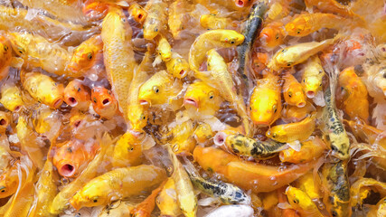 Many koi fish in a natural pond.