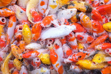 Fototapeta na wymiar Many koi fish in a natural pond.