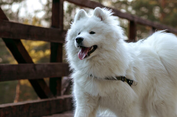 Obraz premium white dog