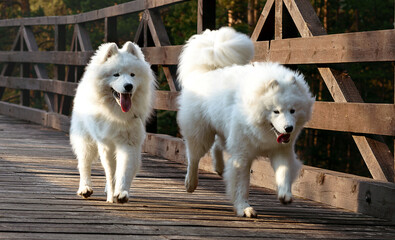white dog © Оксана Курсанова