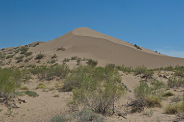 Almaty, Kazakhstan - 06.25.2013 : Shrubs and small trees growing along the sand hills of the singing dune in the Altyn Emel Nature Reserve