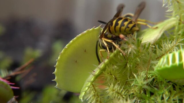 Venusfliegenfalle (Dionea muscipula) f&auml;ngt Wespen