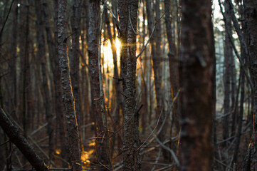 Forest sunbeams through trees view. Sunbeams forest. Sunrays in deep forest. Beautiful landscape.