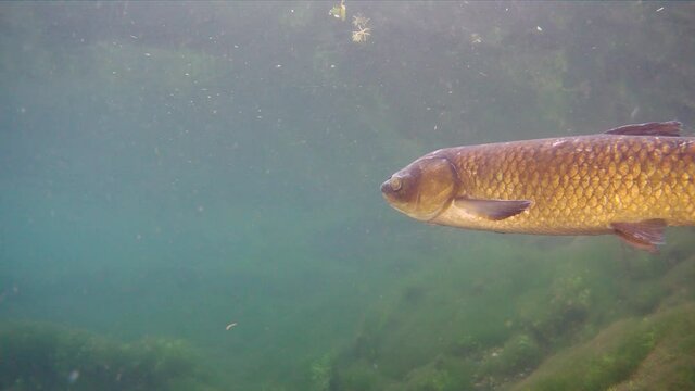 Underwater footage of fish in the shallow water of a lake, Large herbivorous freshwater Grass carp Ctenopharyngodon Idella fish in close up view.