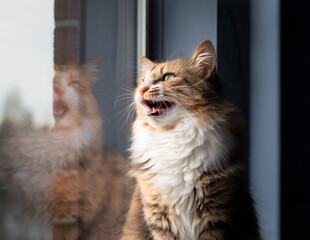 Cat chirping or chattering. Cute kitty sitting on windowsill while vocalizing with mouth wide open. Concept for why cats chirp sounds or cat talking. Selective focus with defocused reflection. - obrazy, fototapety, plakaty