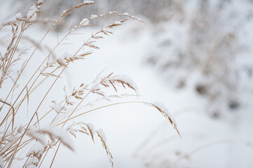 Dry ears in the snow against the background of a white snow-covered field. Winter snowy landscape. A place for text. Selective focus.