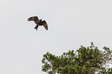 Soaring silhouette of a bird of prey against a blue sky, a kite or an eagle with spread wings flying high above the ground. Symbol of spirits in many peoples and tribes.