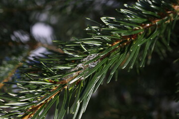 Naklejka na ściany i meble Melting ice on a spruce branch in winter