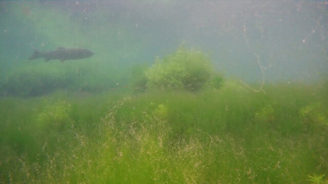 Underwater footage of the Grass carp Ctenopharyngodon Idella fish, filmed while diving in freshwater over aquatic weed plants of the lake bottom.