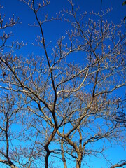 枯れ木の花水木と青空