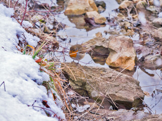 Rouge gorge en hiver
