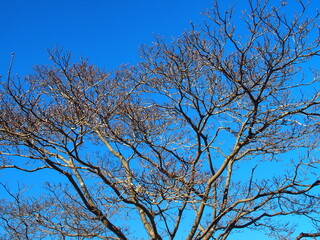 枯れ木の花水木と青空