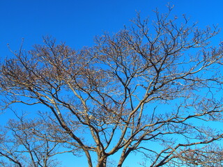 枯れ木の花水木と青空