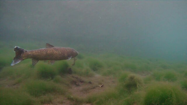Underwater footage of large herbivorous freshwater fish, the Grass carp Ctenopharyngodon Idella swimming on the river bottom with shallow water.