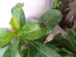 ladybug on leaf