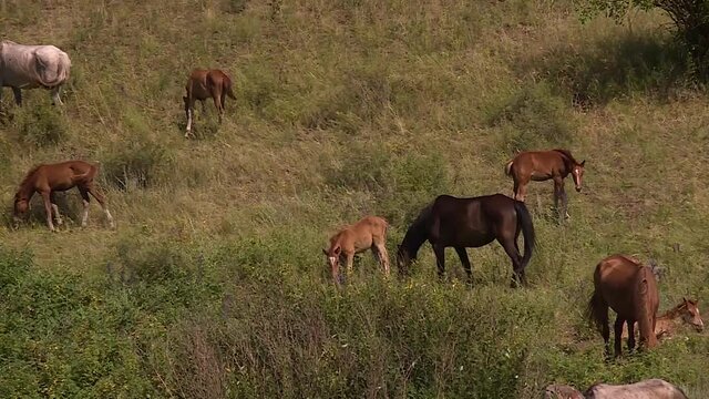 a herd of horses moving forward, grazing in the field