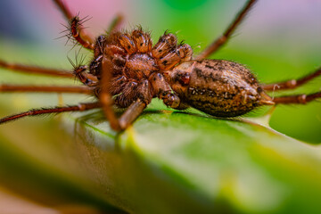 The macro shot of spider upside down on Aloe leaf. Colored background