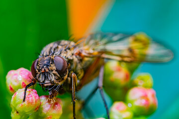 The macro shot of the beautiful fly eating nectar on the flowers on a colored background