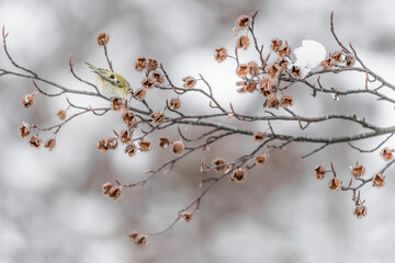 The beautiful Goldcrest feeds on the beech branch in winter season (Regulus regulus)
