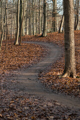 S-curve foot path in vertical autumn or winter landscape with beech tree trunks and autumn leaves