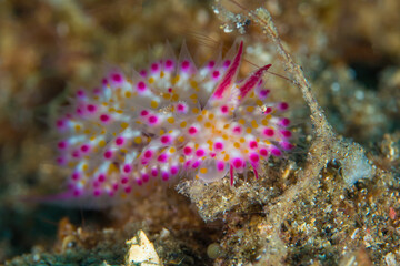Naklejka na ściany i meble White and pink nudibranch Janolus sp 8