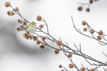 Wonderful Gold crest female in winter season (Regulus regulus)