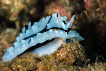 Colorful nudibranch seaslug on coral reef in indonesia