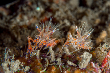 Naklejka na ściany i meble Tiger shrimp on coral reef - Phyllognatia ceratophthalmus