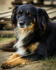 Cute mixed breed dog with long fur.