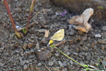 butterfly on a flower selective focus