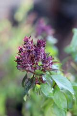 Fresh basil flower plant in the garden.