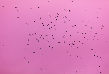 A flock of birds isolated on the pink sky.