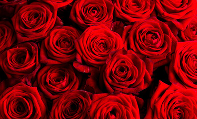 Red rose flowers as background.