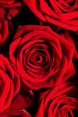 Red rose flowers as background.