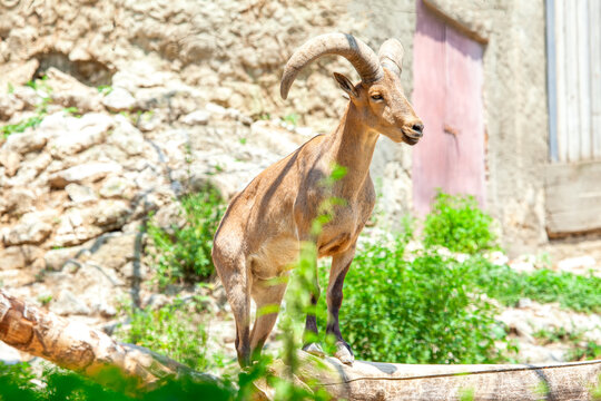 Daghestan tur animal . Capra cylindricornis .  East Caucasian tur