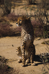 cheetah in the grass